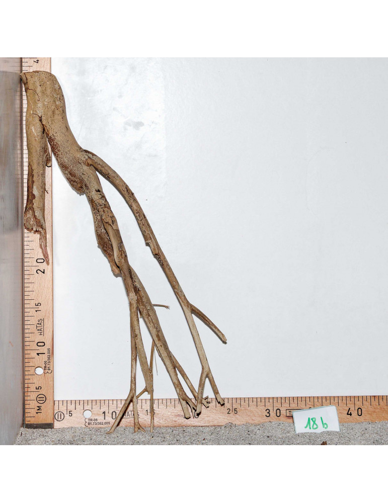 Racine de Talawa Wood - 18b