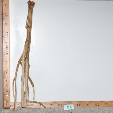 Racine de Talawa Wood - 19b