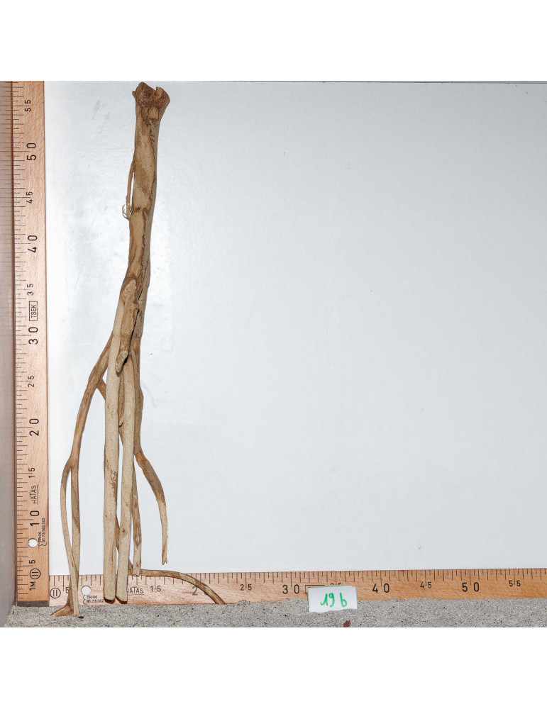 Racine de Talawa Wood - 19b