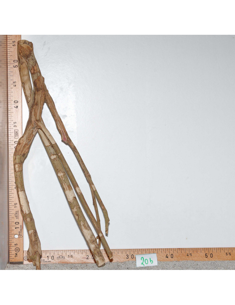 Racine de Talawa Wood - 20b