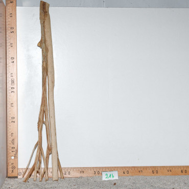 Racine de Talawa Wood - 21b