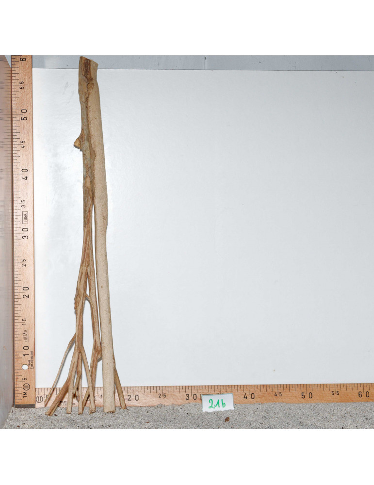 Racine de Talawa Wood - 21b