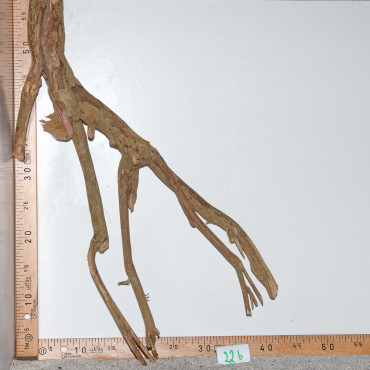 Racine de Talawa Wood - 22b