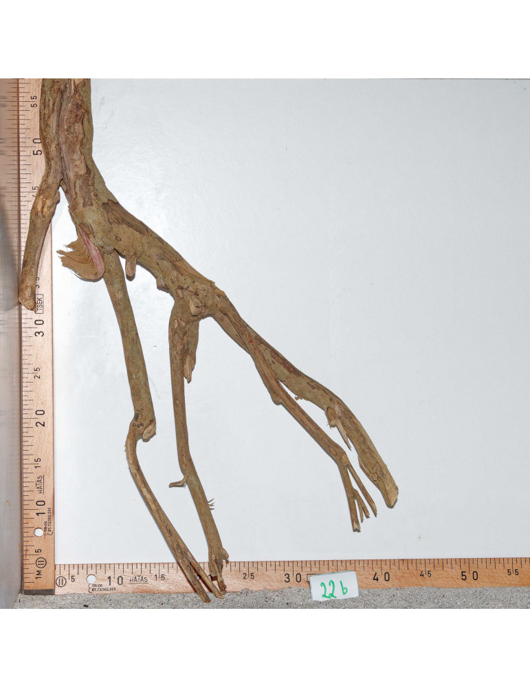 Racine de Talawa Wood - 22b