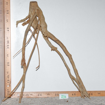 Racine de Talawa Wood - 23b