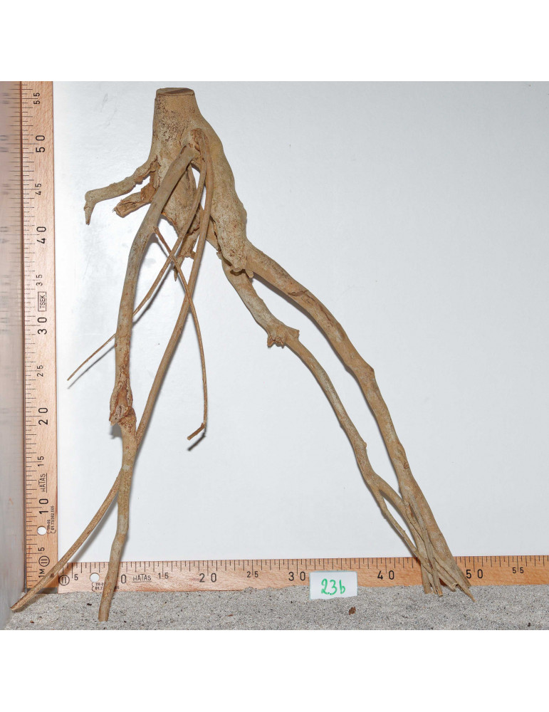 Racine de Talawa Wood - 23b