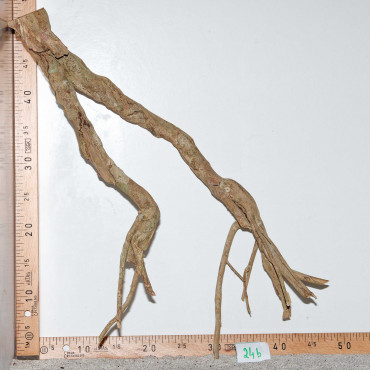 Racine de Talawa Wood - 24b