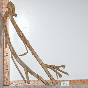 Racine de Talawa Wood - 25b