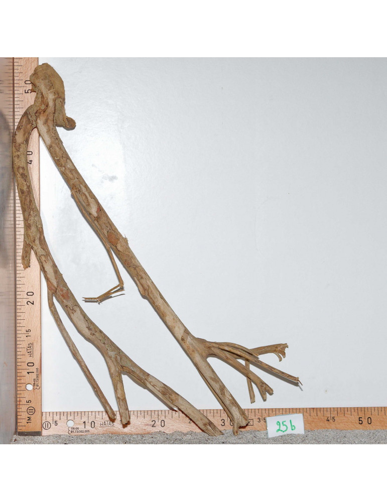 Racine de Talawa Wood - 25b