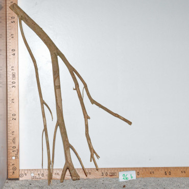 Racine de Talawa Wood - 26b