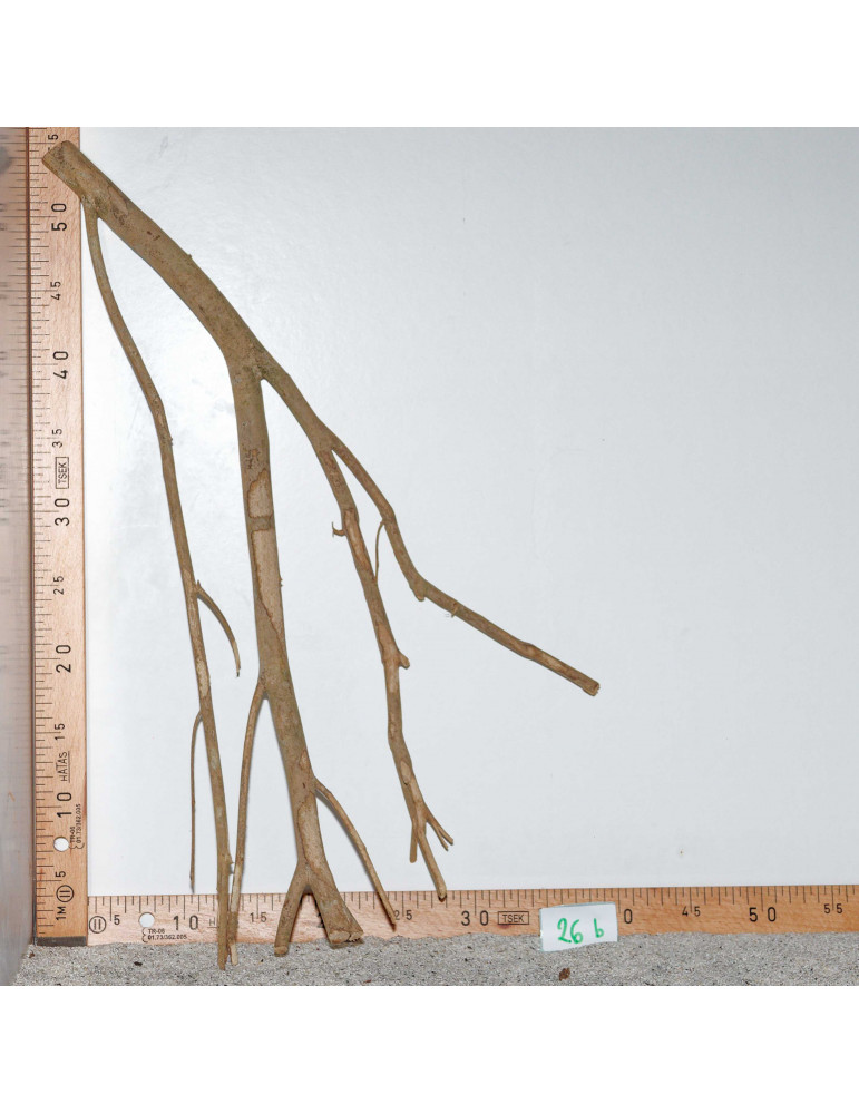 Racine de Talawa Wood - 26b