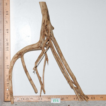 Racine de Talawa Wood - 27b