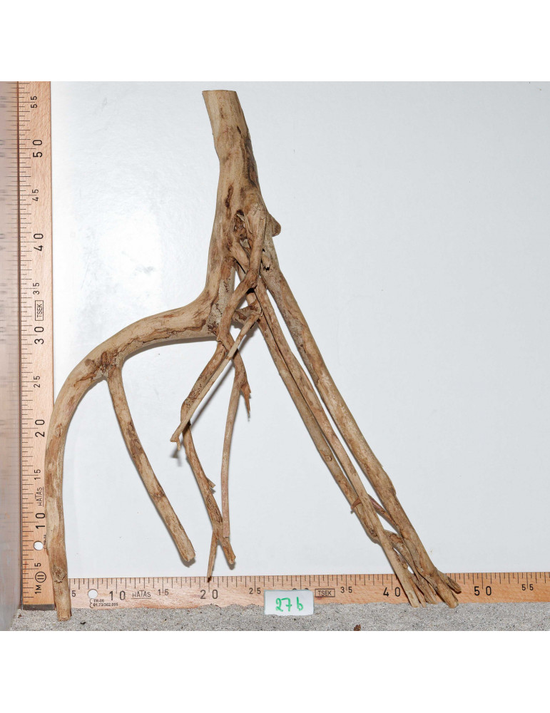 Racine de Talawa Wood - 27b