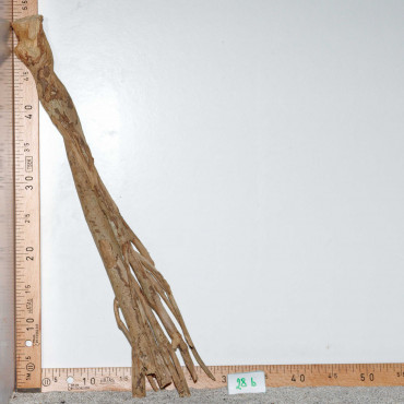 Racine de Talawa Wood - 28b