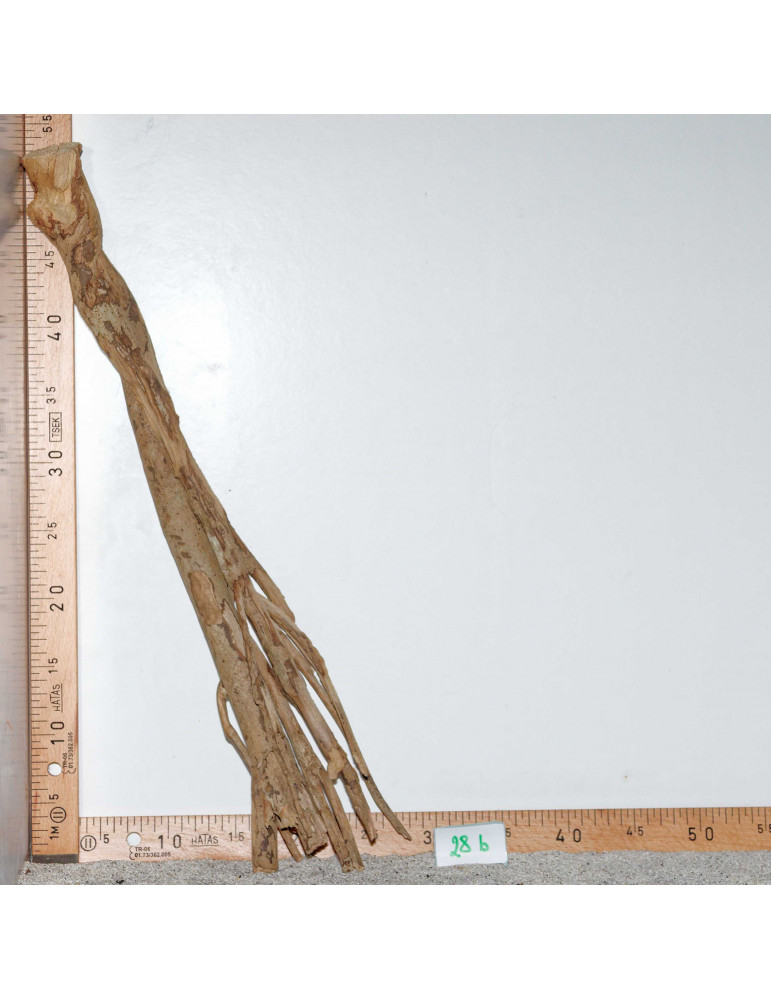 Racine de Talawa Wood - 28b