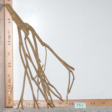 Racine de Talawa Wood - 29b