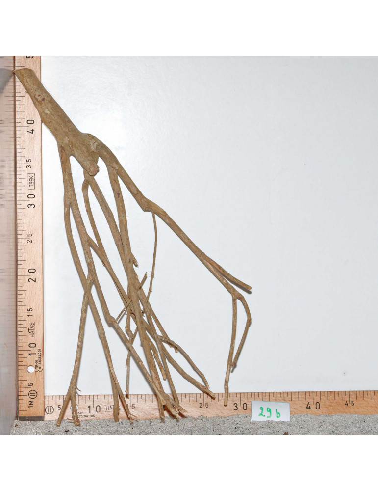 Racine de Talawa Wood - 29b