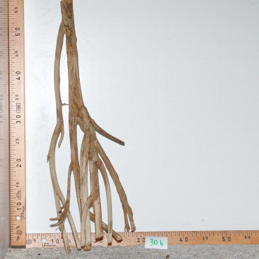 Racine de Talawa Wood - 30b