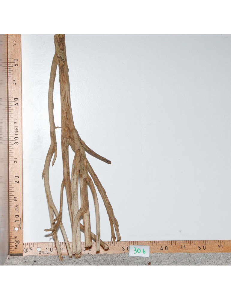 Racine de Talawa Wood - 30b