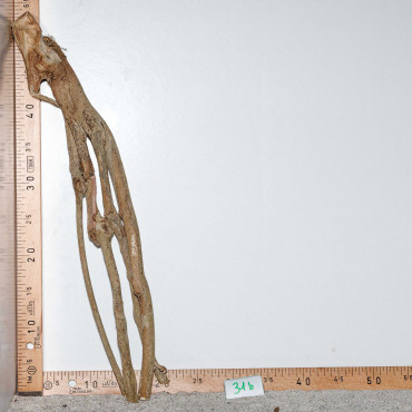 Racine de Talawa Wood - 31b