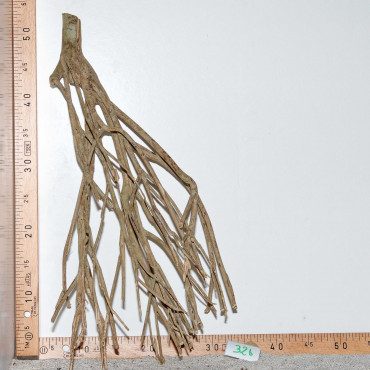 Racine de Talawa Wood - 32b