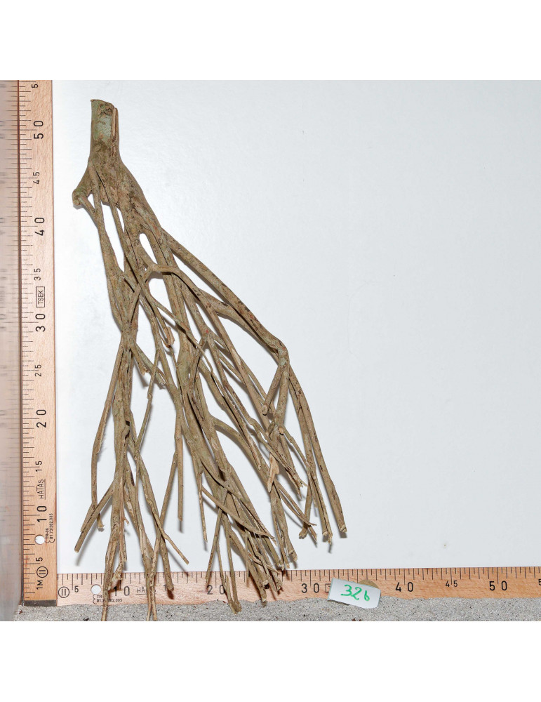 Racine de Talawa Wood - 32b