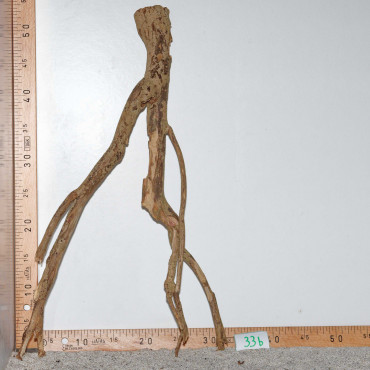 Racine de Talawa Wood - 33b