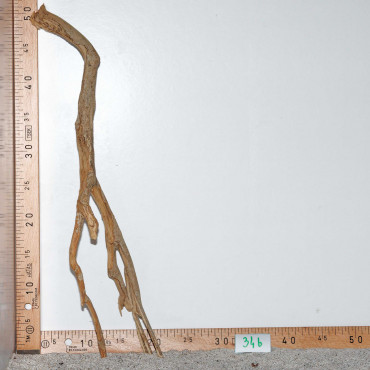 Racine de Talawa Wood - 34b