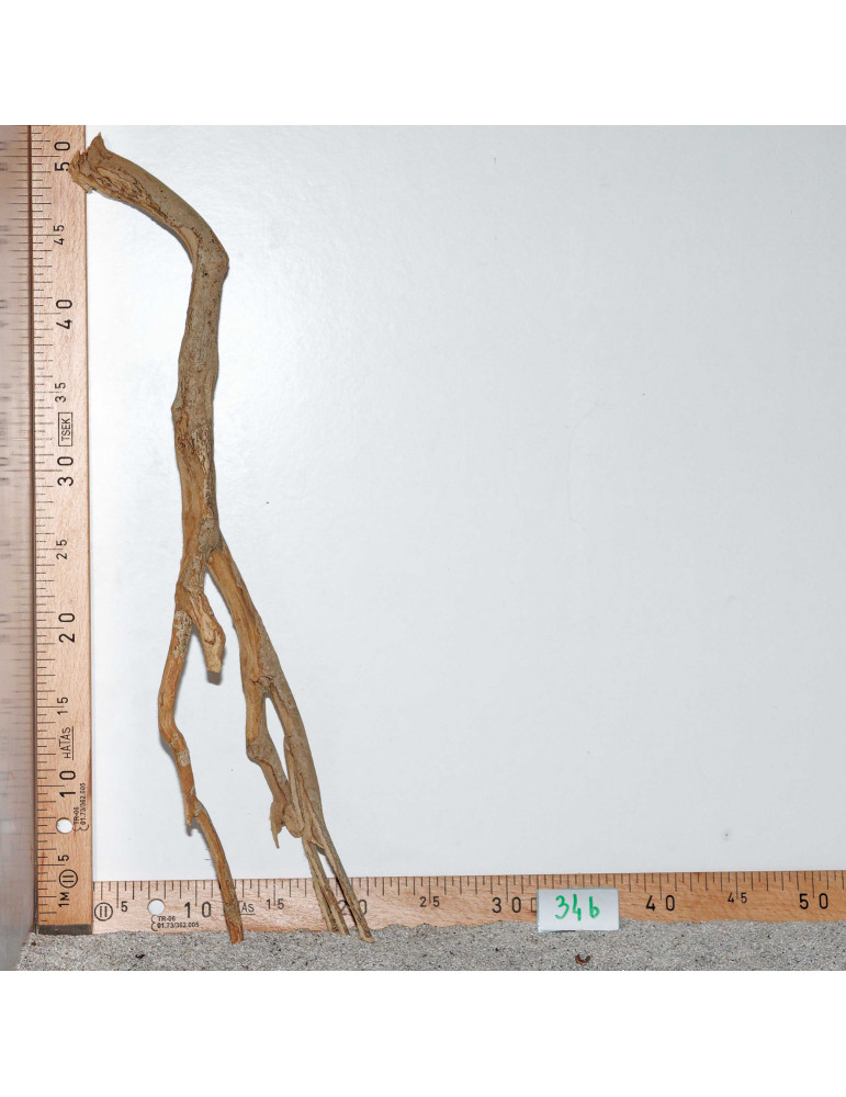 Racine de Talawa Wood - 34b