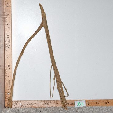 Racine de Talawa Wood - 35b