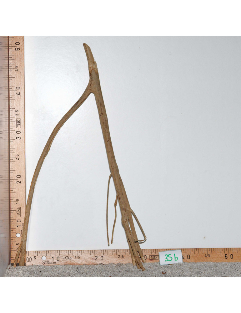 Racine de Talawa Wood - 35b