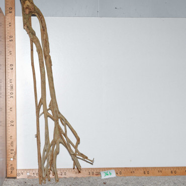 Racine de Talawa Wood - 36b