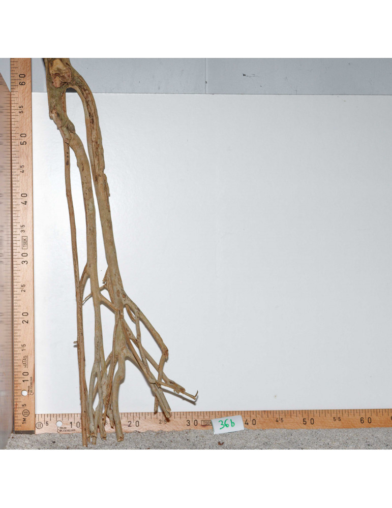 Racine de Talawa Wood - 36b