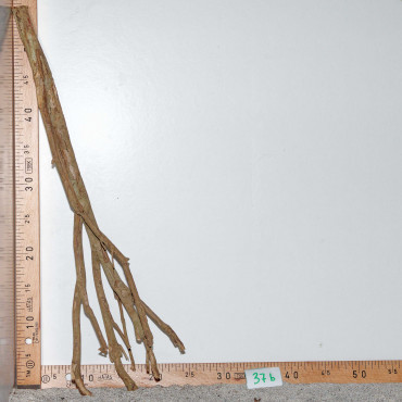 Racine de Talawa Wood - 37b