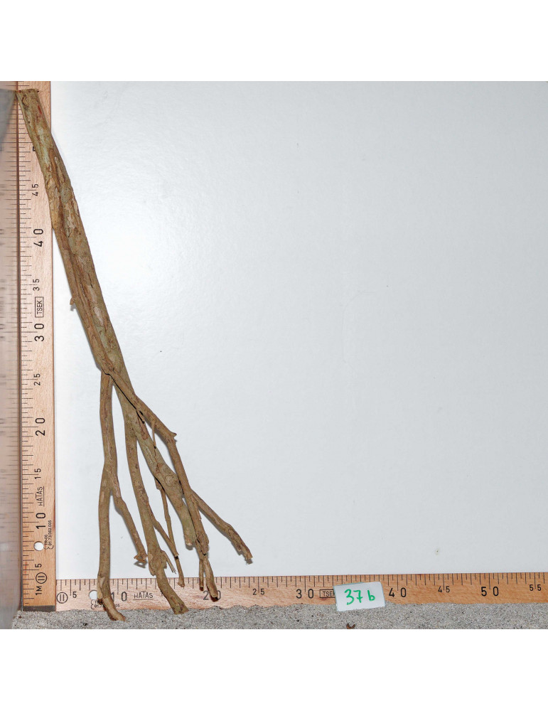 Racine de Talawa Wood - 37b