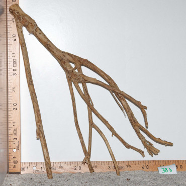 Racine de Talawa Wood - 38b