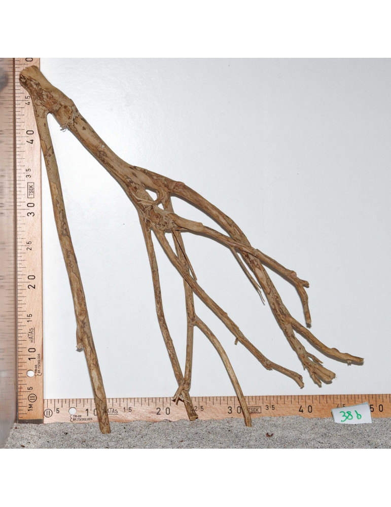 Racine de Talawa Wood - 38b