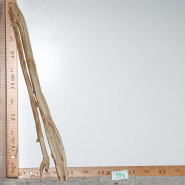 Racine de Talawa Wood - 39b