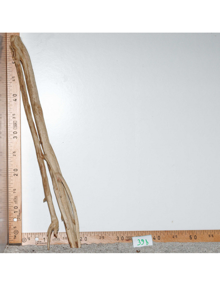 Racine de Talawa Wood - 39b