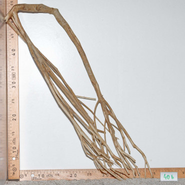 Racine de Talawa Wood - 40b