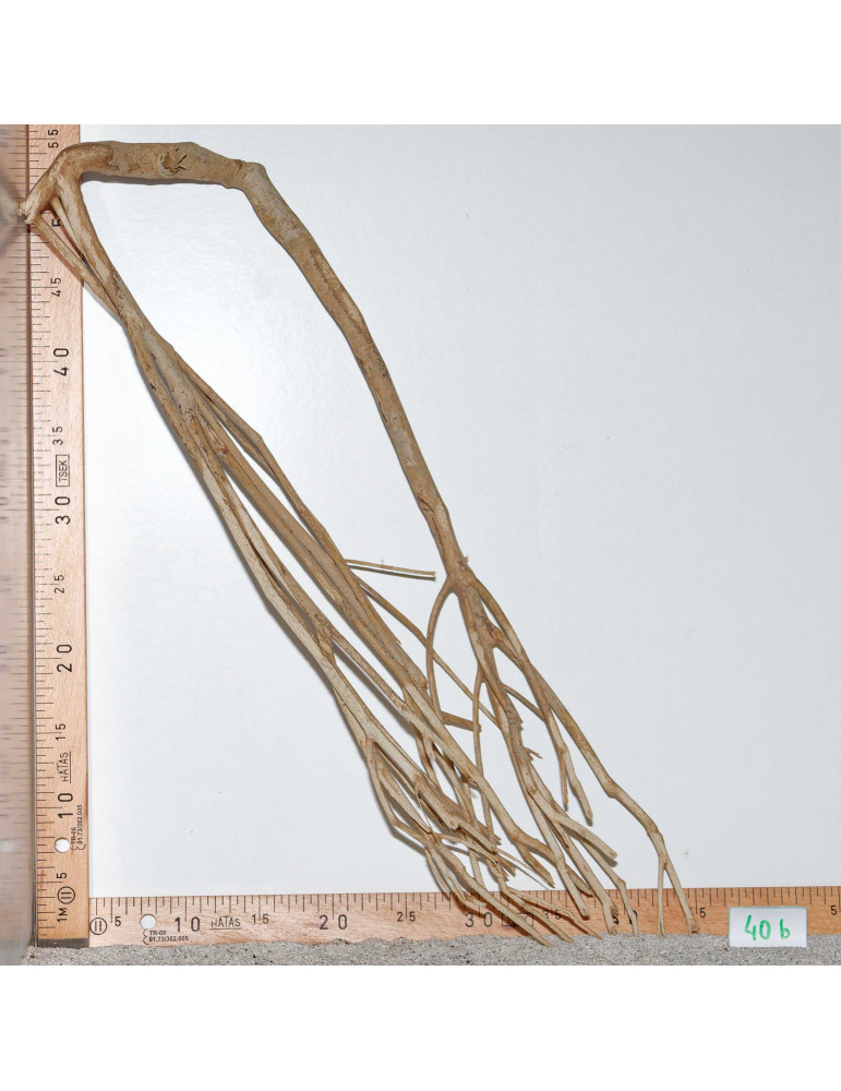 Racine de Talawa Wood - 40b