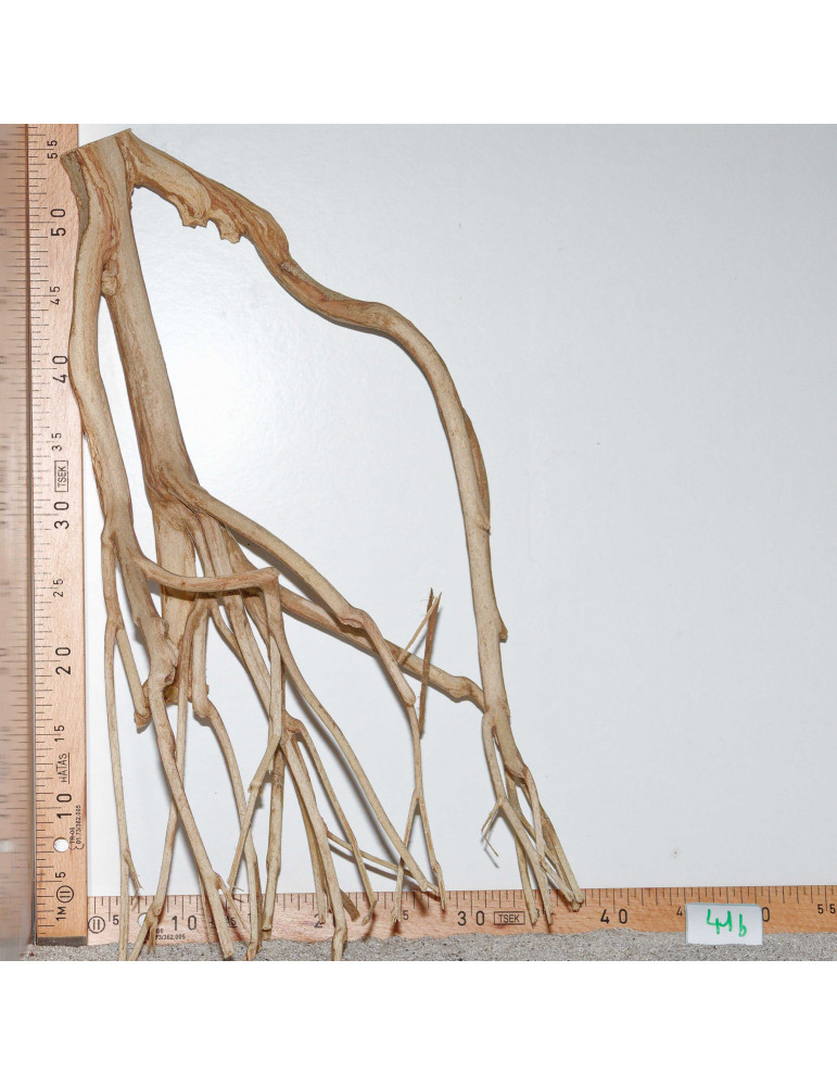 Racine de Talawa Wood - 41b