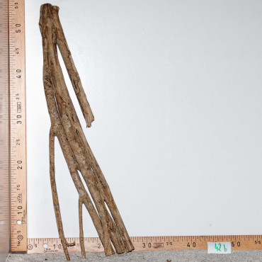 Racine de Talawa Wood - 42b