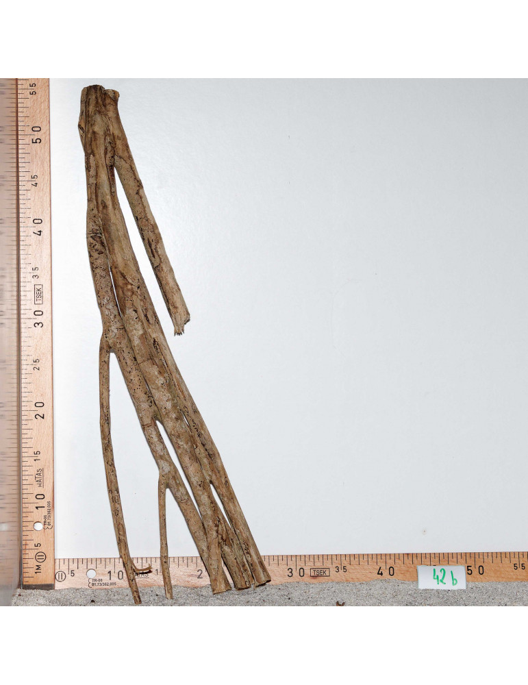 Racine de Talawa Wood - 42b