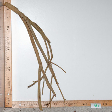 Racine de Talawa Wood - 43b