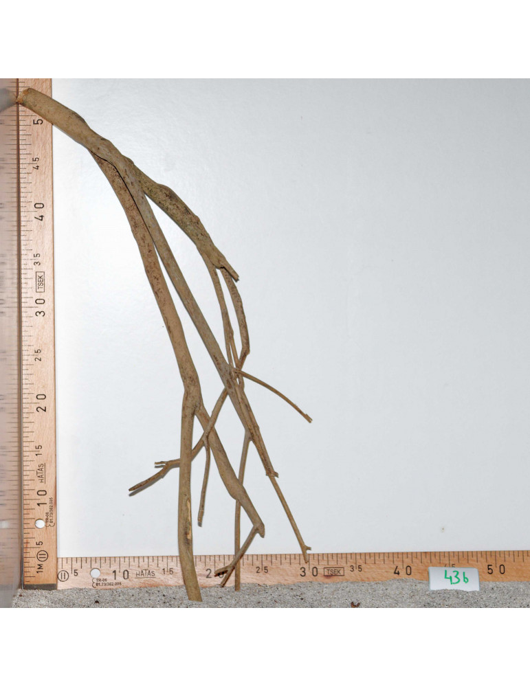 Racine de Talawa Wood - 43b