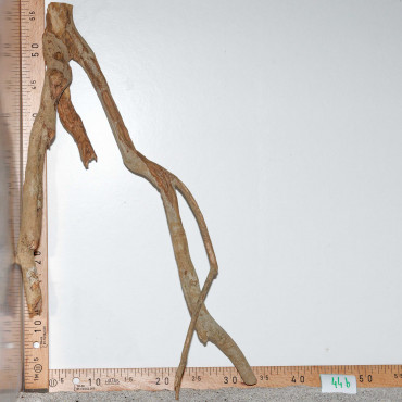 Racine de Talawa Wood - 44b