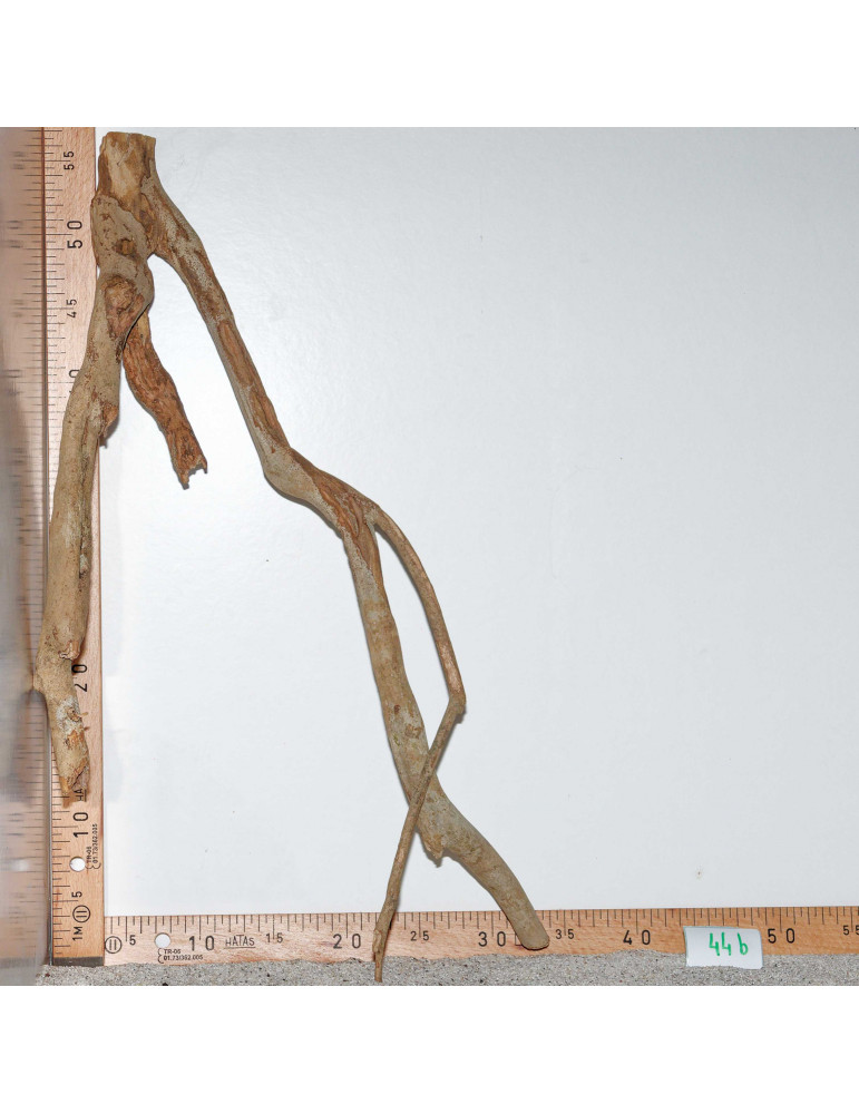 Racine de Talawa Wood - 44b