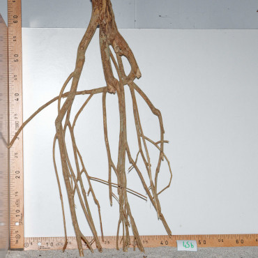 Racine de Talawa Wood - 45b