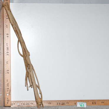 Racine de Talawa Wood - 46b